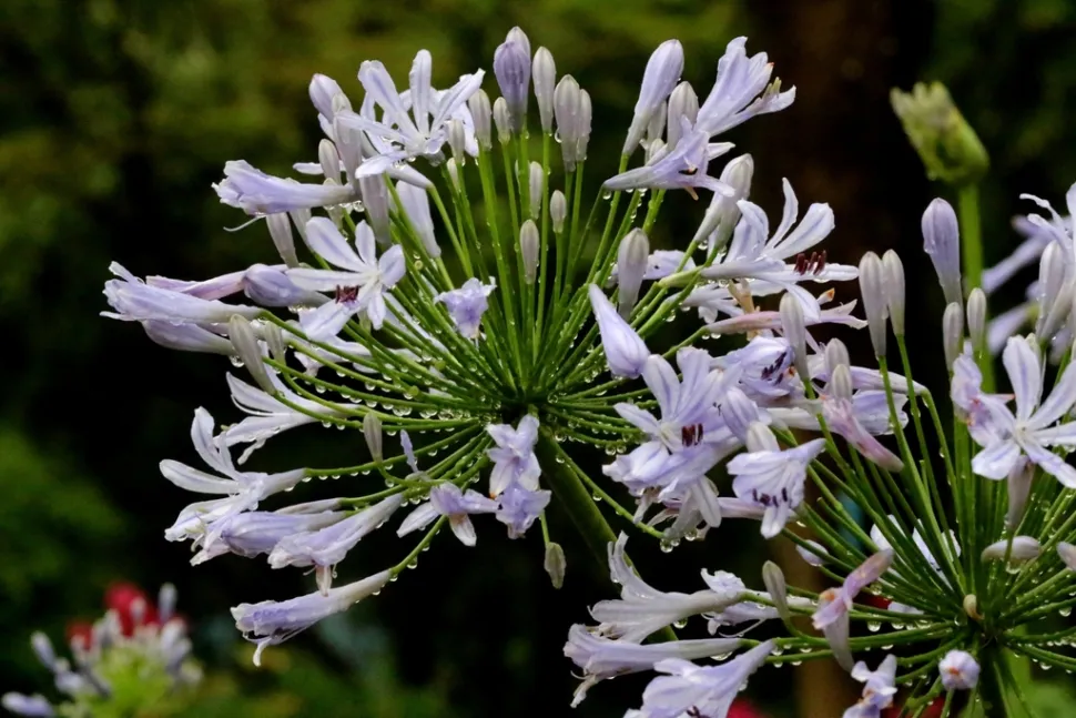 Fleurs blanches Agapanthus africanus