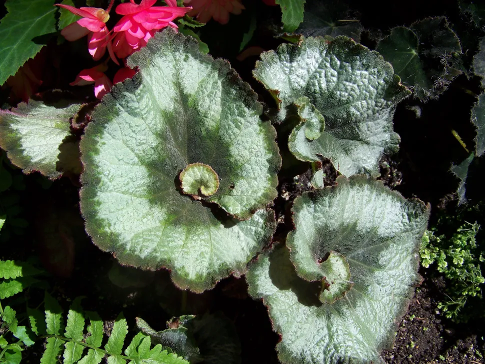 Begonia rex snegl rullede blade