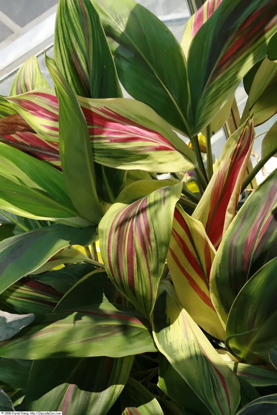Cordyline 'Kiwi' mit panaschiertem Laub