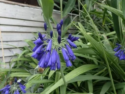 Falling flowers Agapanthus inapertus