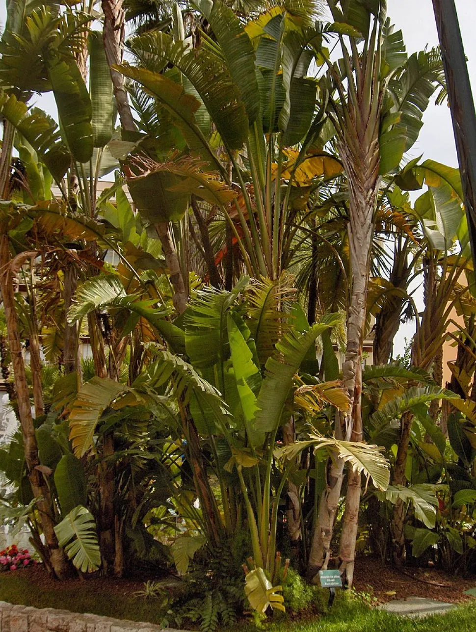 Strelitzia alba i jorden
