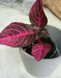 Iresine 'Acuminata' en pot