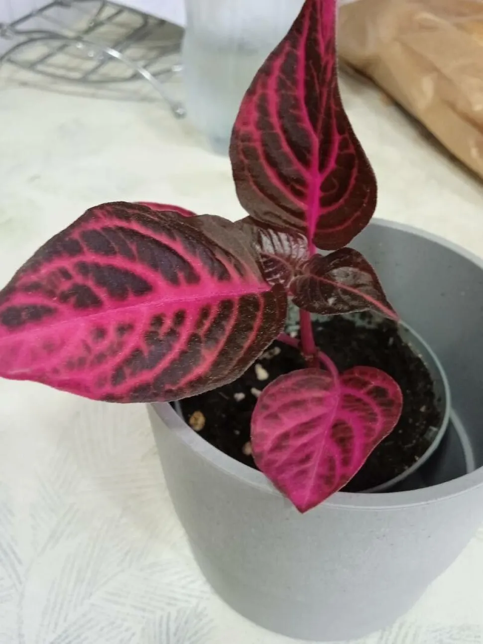 Iresine 'Acuminata' i potte