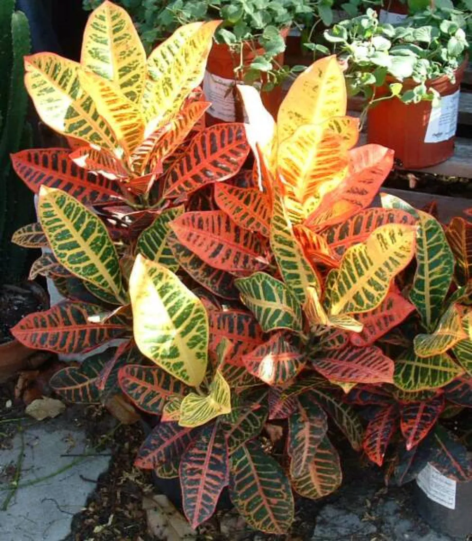 Gekleurd blad groen geel rood croton Petra