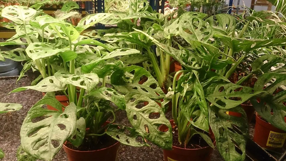 Monstera obliqua en maceta