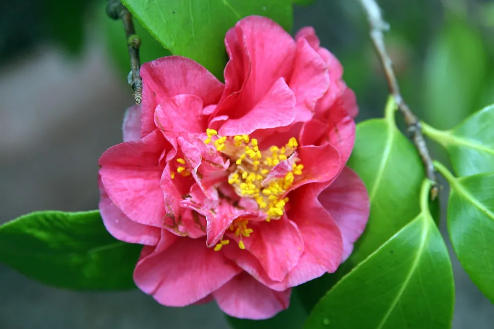 Camellia bloem 'Nuccio's Jewel