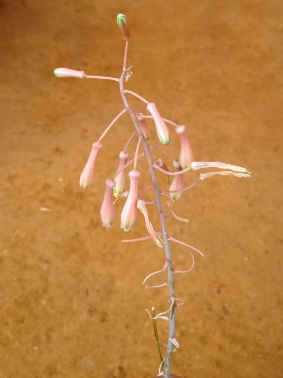Gonialoe sladeniana lichtroze bloemen