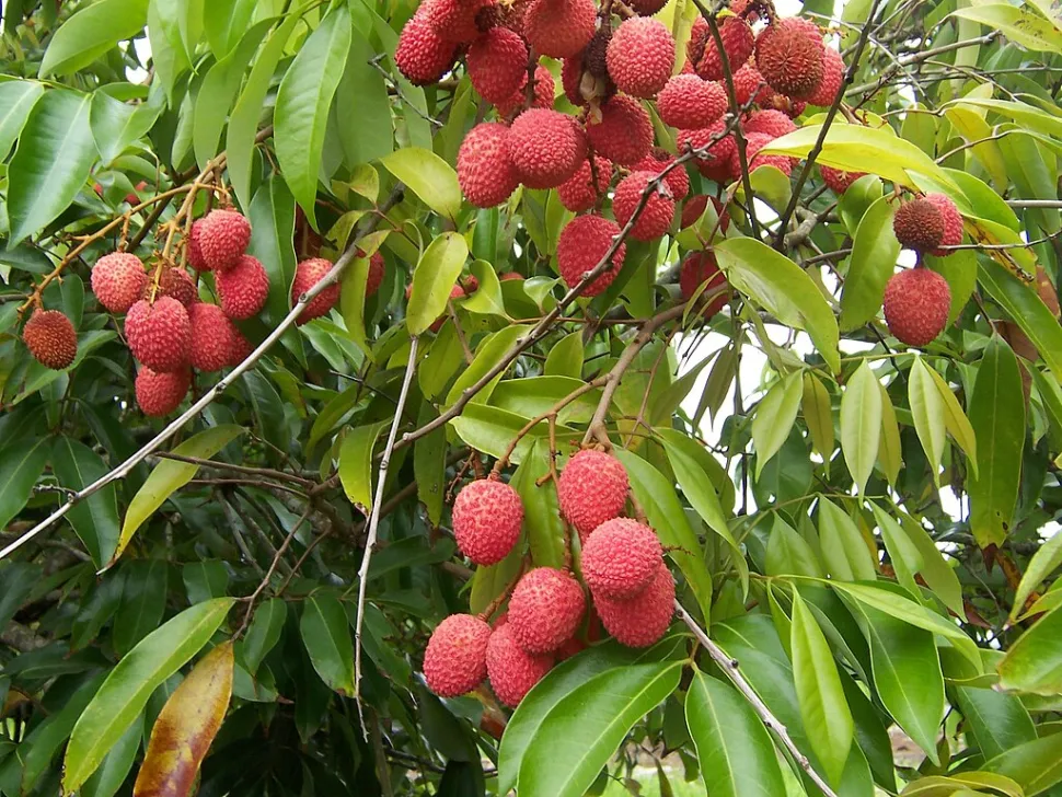 Frutti rosa Letchi Litchi chinensis