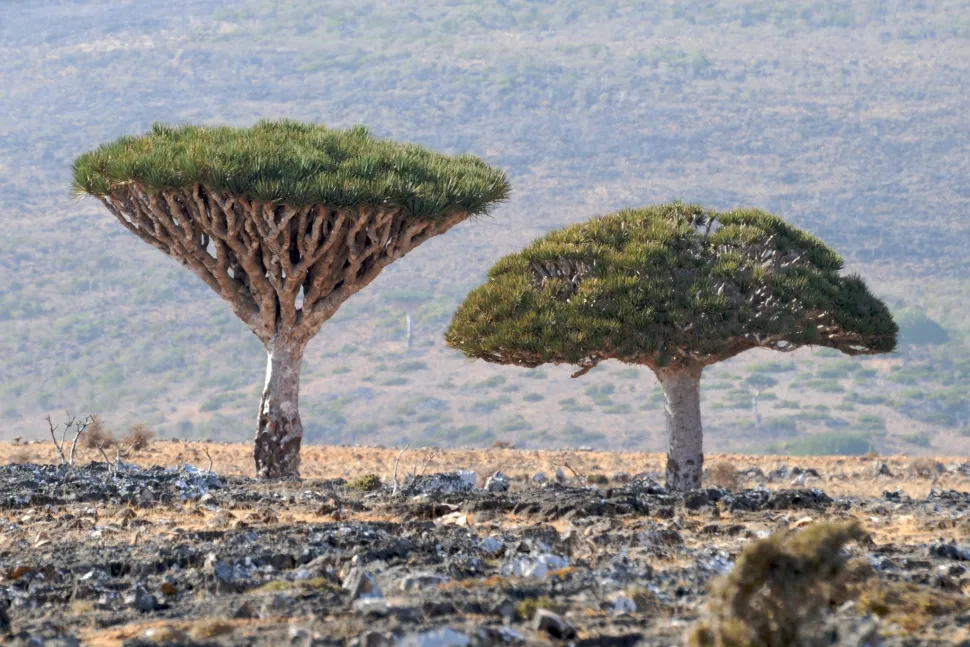 2 große Drachenbäume Socotra natürliche Umgebung