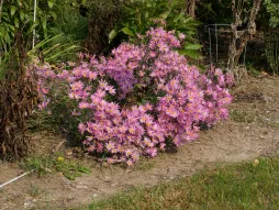 Chrysanthemum rubellum in the ground