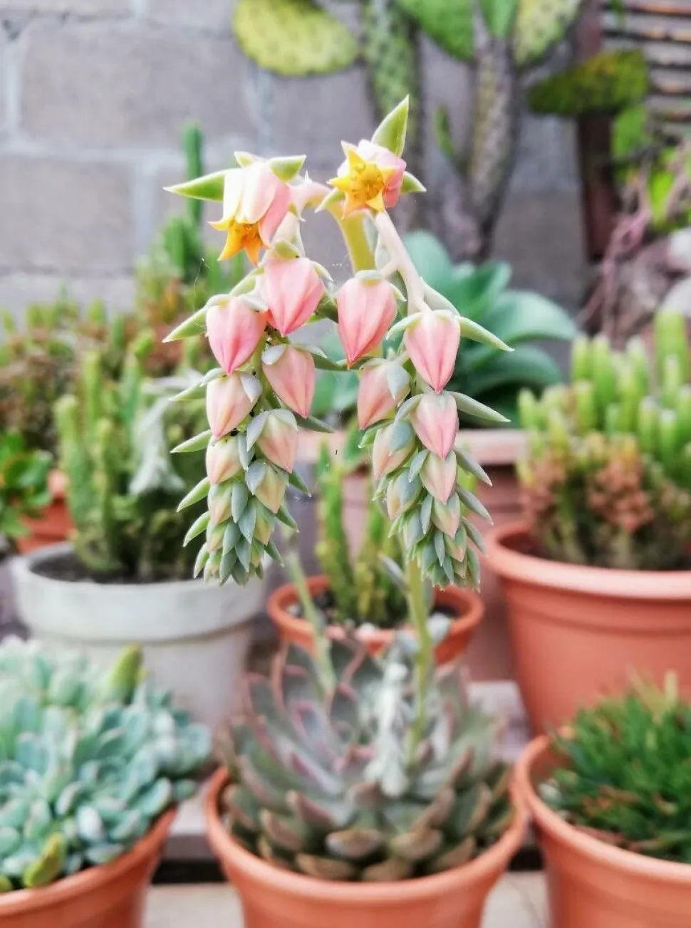 Blüten von Echeveria colorata