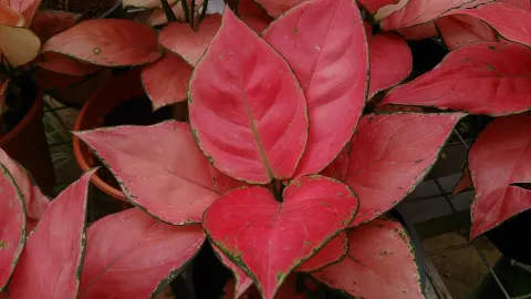 Aglaonema pink and green Suksom