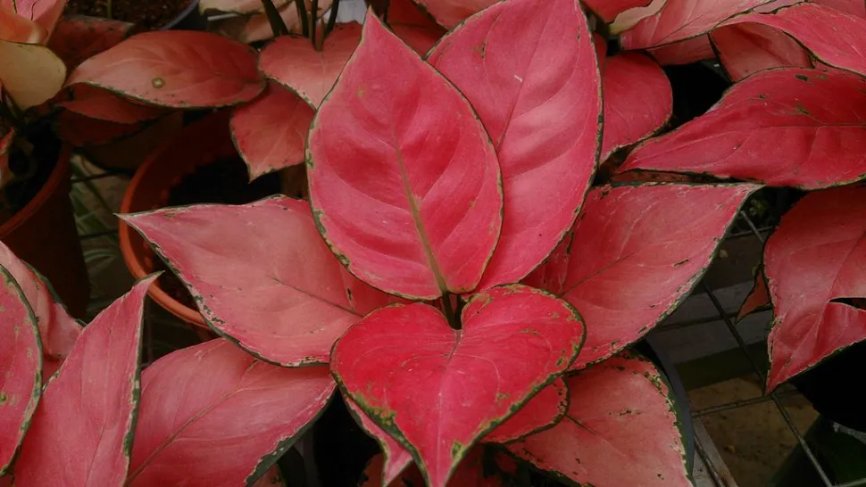 Roze en groene Aglaonema Suksom