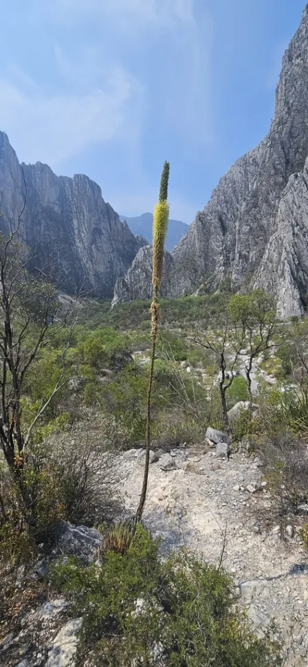 Blomstrende agave victoria-reginae
