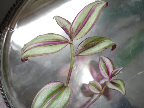 Grønne og lyserøde blade af Tradescantia 'Quadricolor'