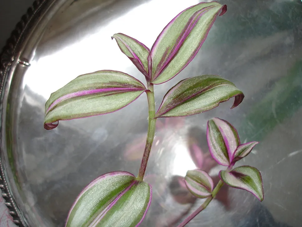 Tradescantia 'Quadricolor' a foglie verdi e rosa