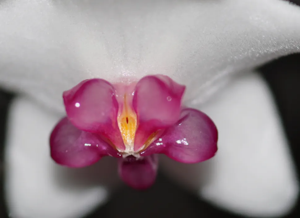 Flor aterciopelada blanca con corazón de estrella rosa Hoya bella