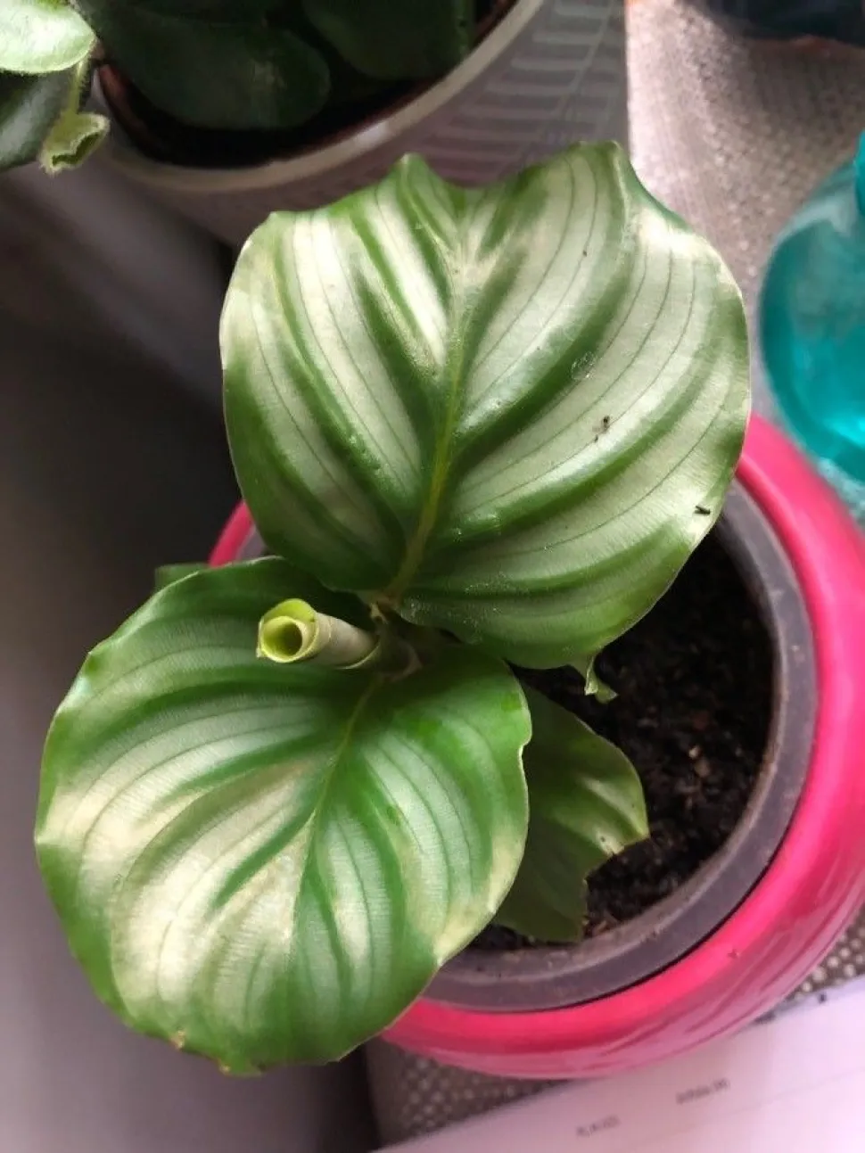 Goeppertia orbifolia folhas verdes, redondas e estriadas