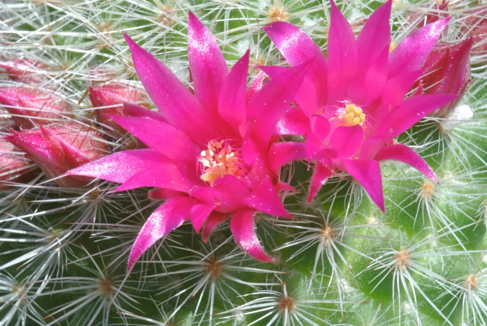 Fiori rosa Mammillaria spinosissima