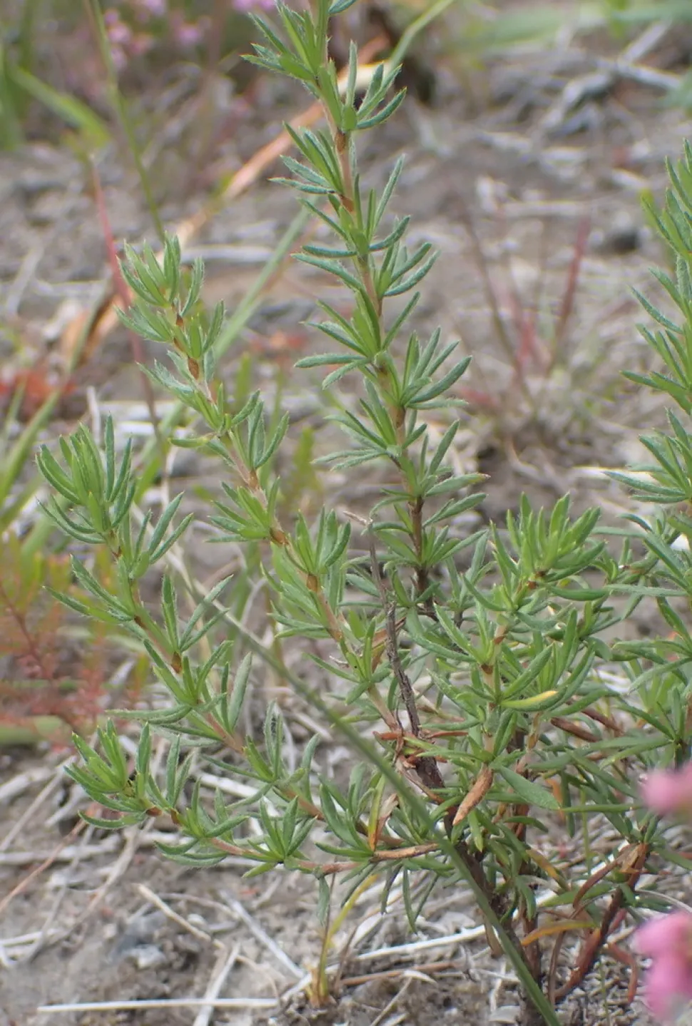 Folhas verdes de urze Erica gracilis