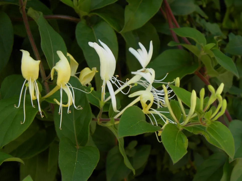 Fleurs jaunes et blanches chèvrefeuille des bois