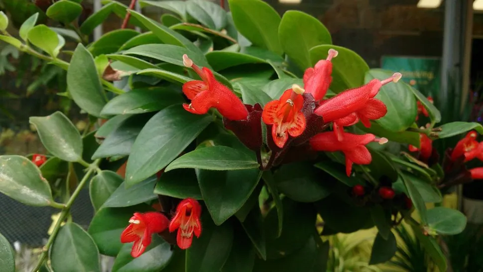 Aeschynanthus radicans à fleurs rouges