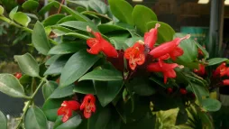 Aeschynanthus radicans med røde blomster