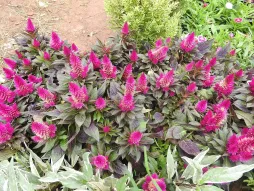 Celosia spicata en el suelo