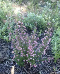 Pink heather Erica gracilis