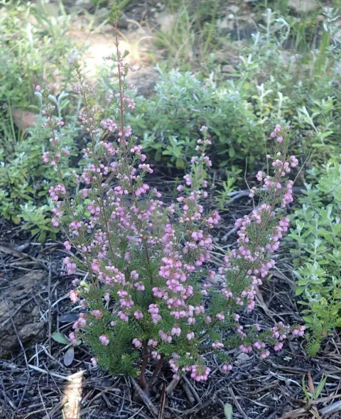 Urze cor-de-rosa Erica gracilis