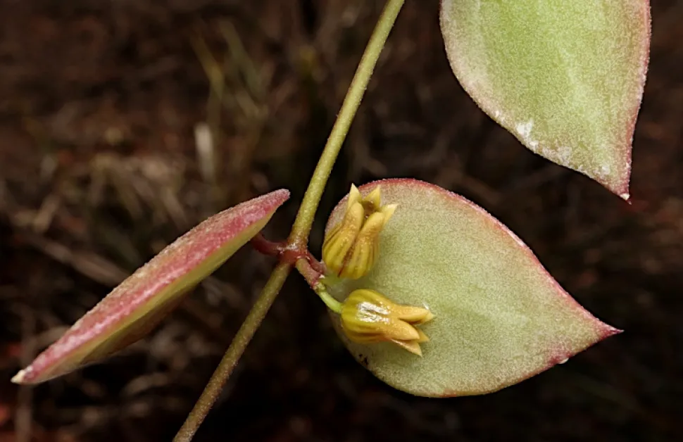Foglie carnose e fiori di Dischidia ovata