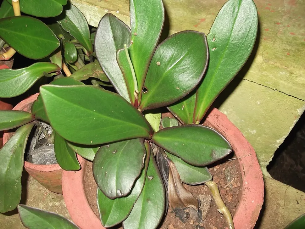 Peperomia clusiifolia rouge et vert en pot