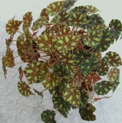 Begonia Tiger in pot