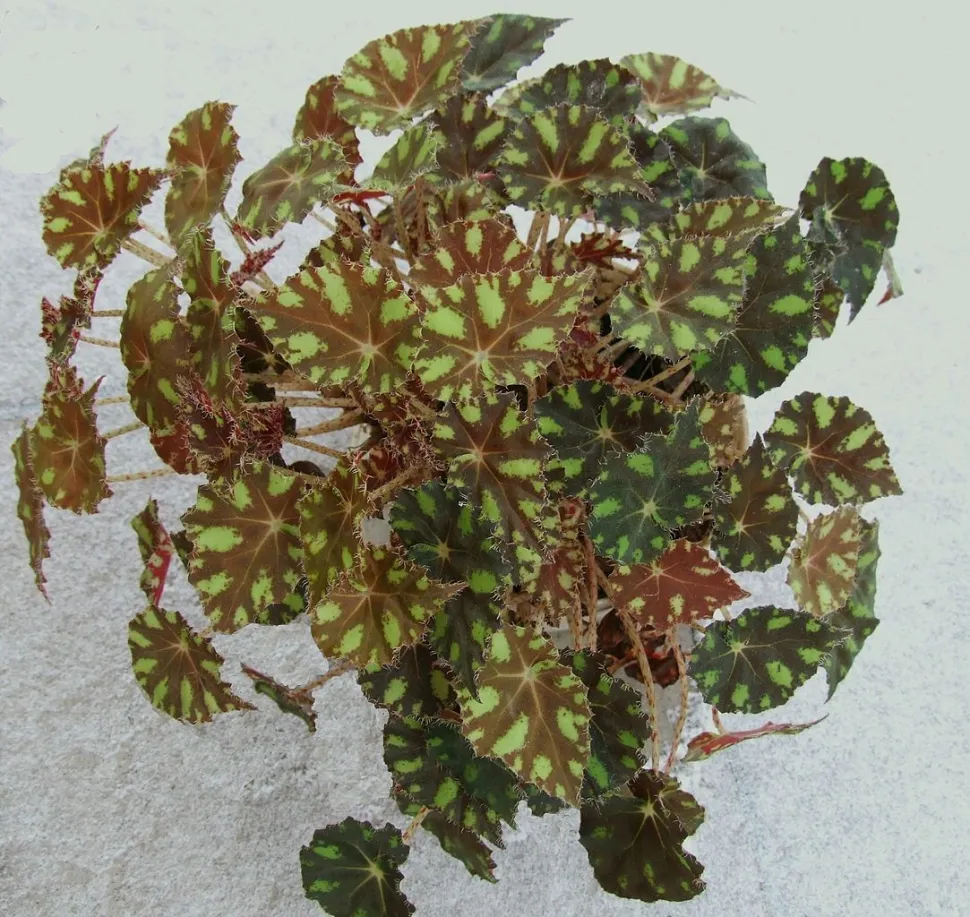 Begonia Tijger in pot