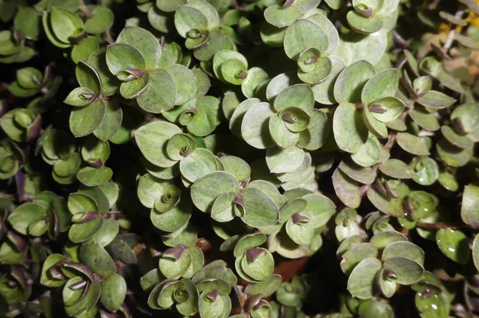 Foglie di Callisia repens