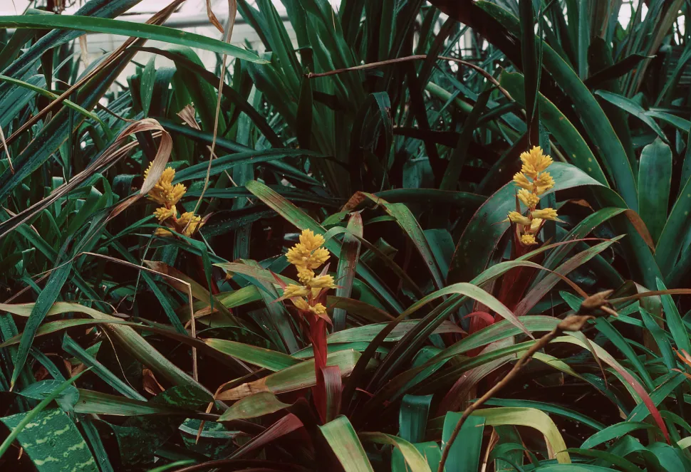 Guzmania zahnii in Blüte