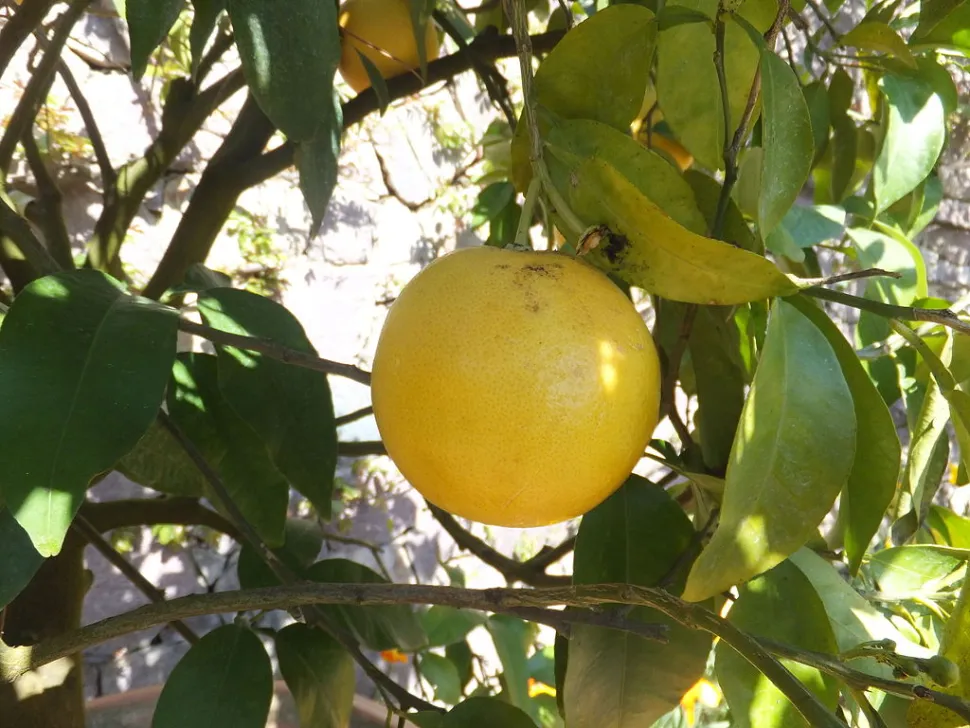 Pomelo, gelbe Frucht, Citrus x paradisi