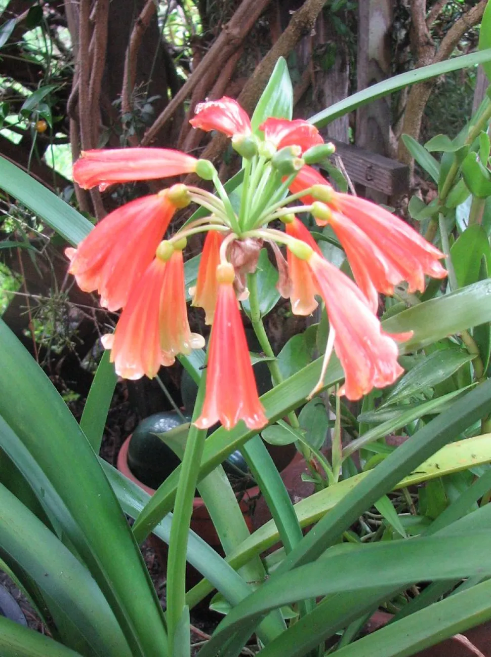 Fleurs rouges Clivia nobilis
