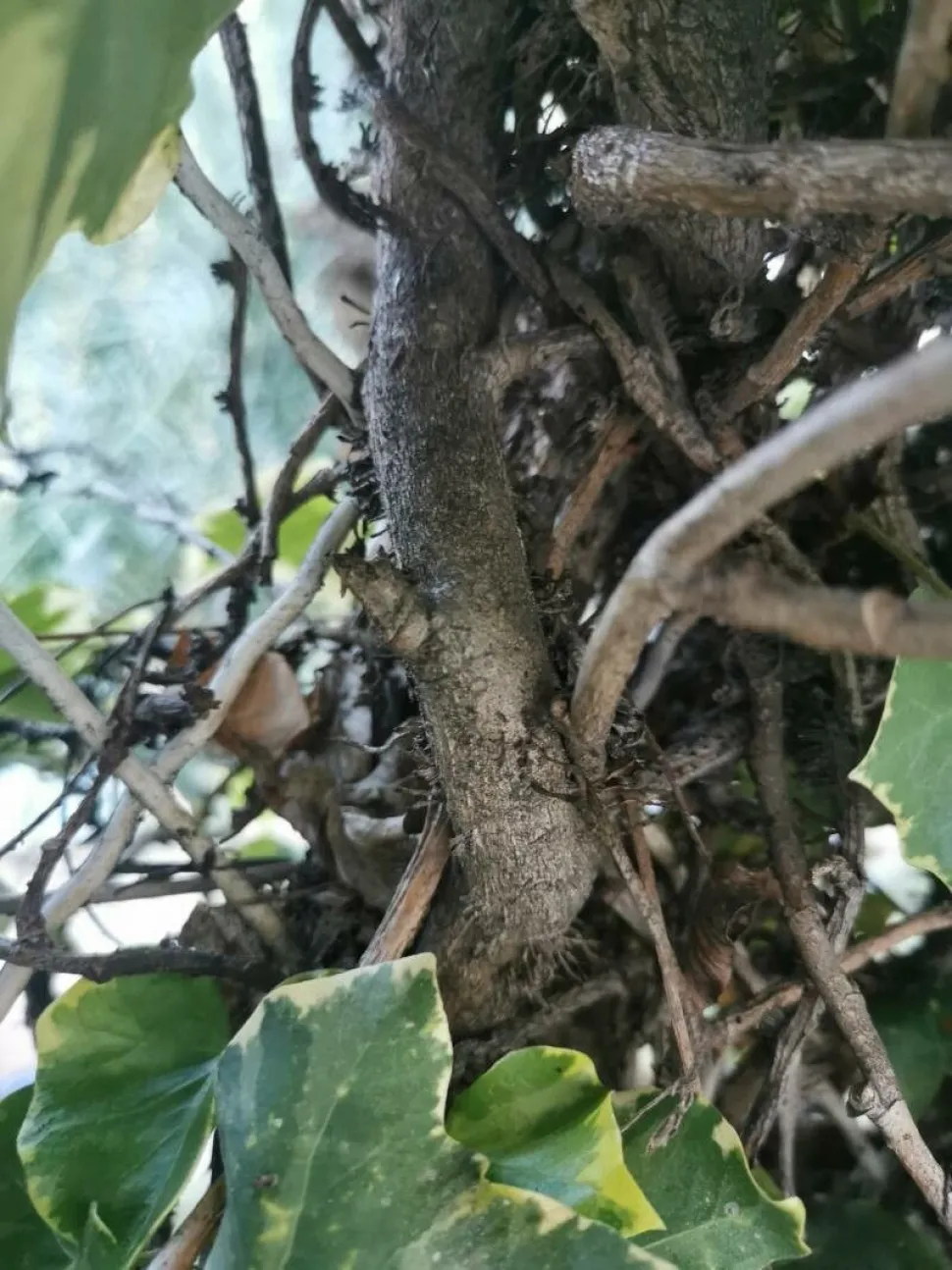Caule de hera Hedera helix 'Eva