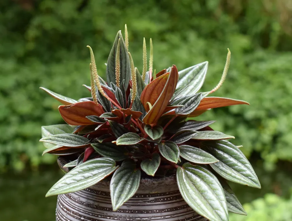 Peperomia caperata im Topf