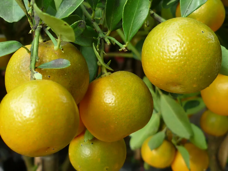Calamondin-Früchte