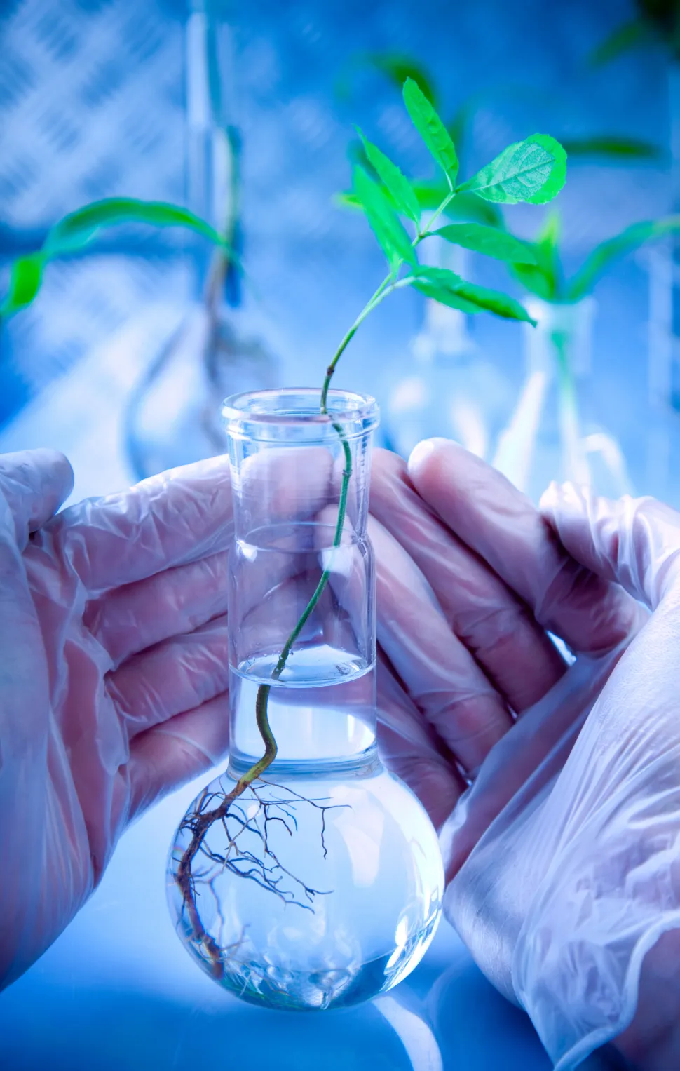 A cutting in a test tube