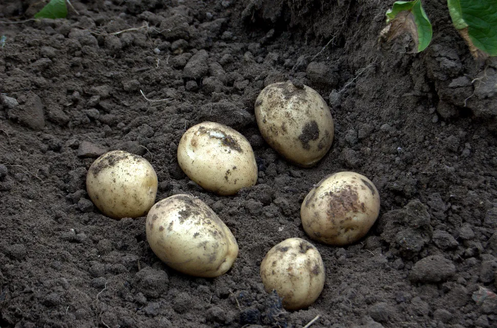 Tubercules pomme de terre primeur