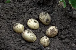 Tuberi di patata precoci