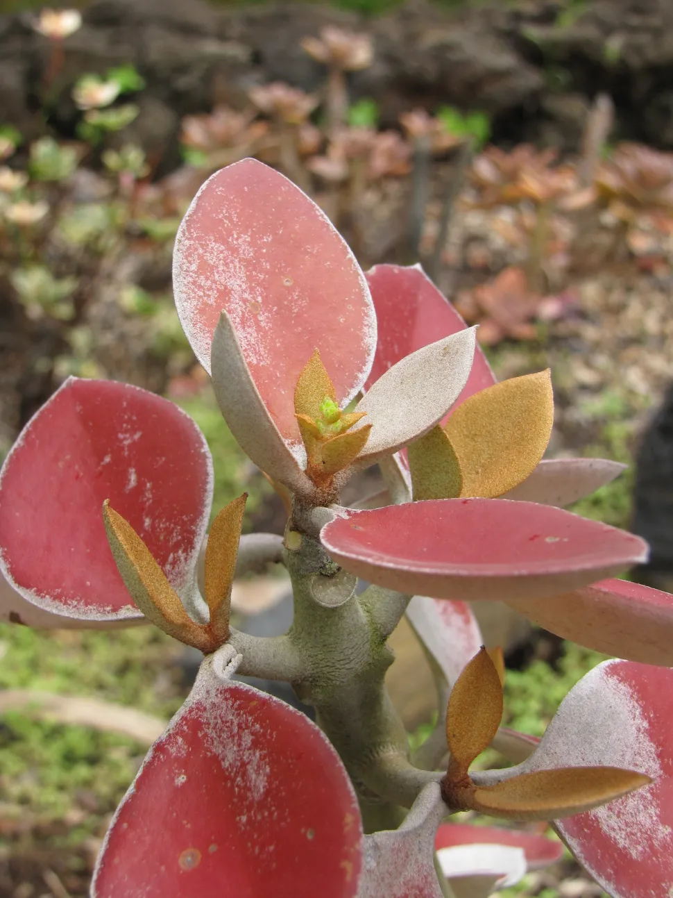 Hojas de Kalanchoe orgyalis