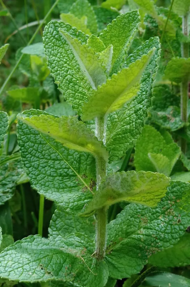 Blatt Mentha rotundifolia