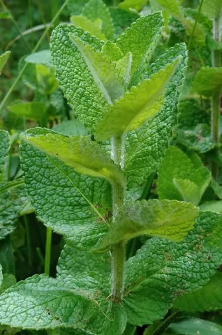 Follaje Mentha rotundifolia