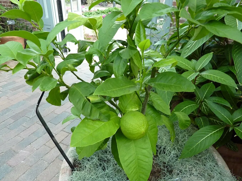 Citrus bergamia im Topf