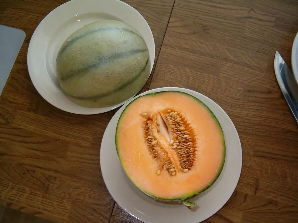 Melon vert chair orange melon charentais