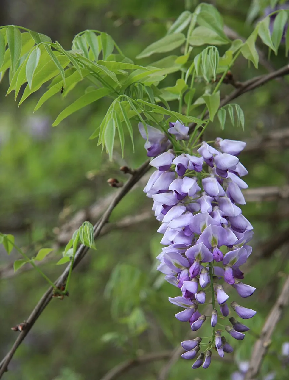 Flores púrpuras caídas de glicinia americana